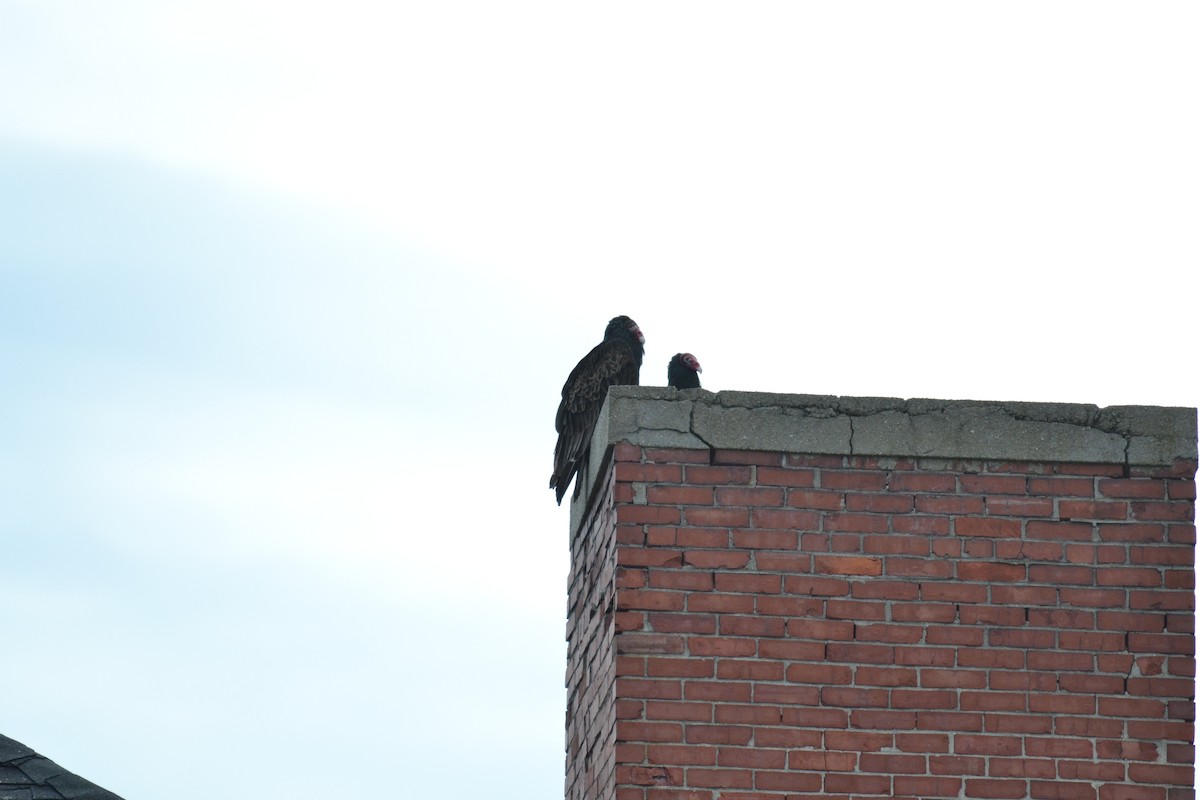 Turkey Vulture - ML230098141