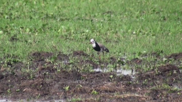 Long-toed Lapwing - ML230098171