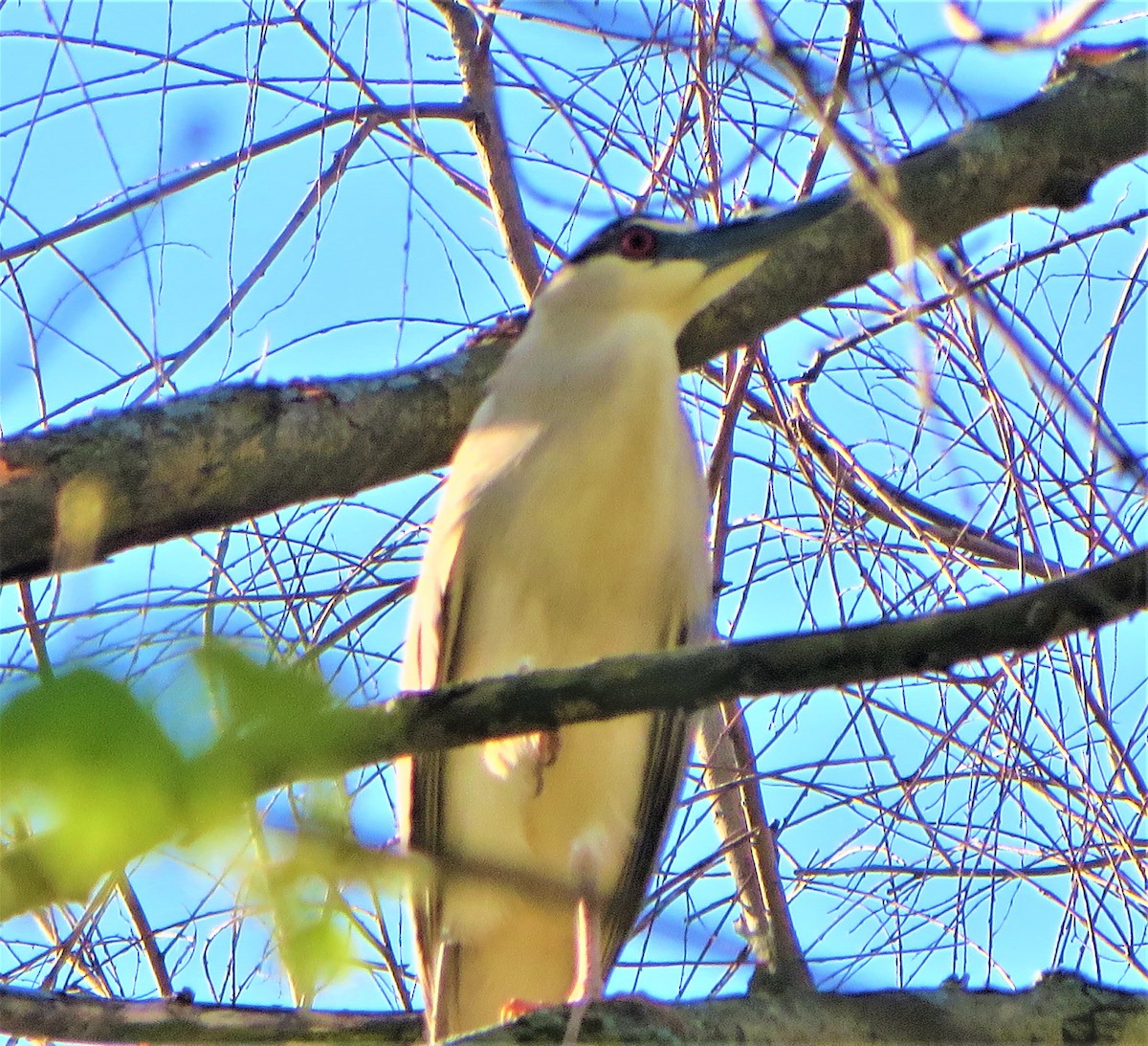 Black-crowned Night Heron - ML230101531