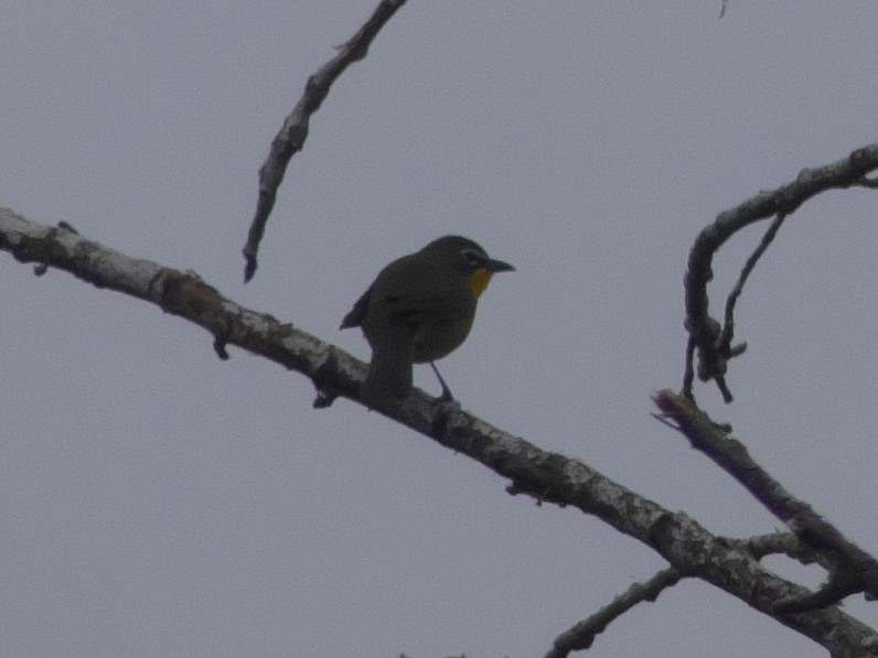 Yellow-breasted Chat - ML230101961
