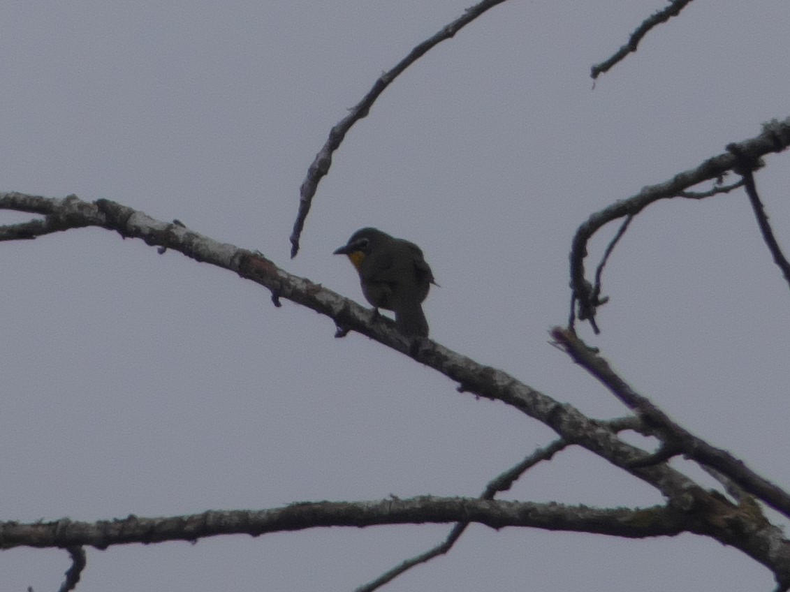 Yellow-breasted Chat - ML230101971
