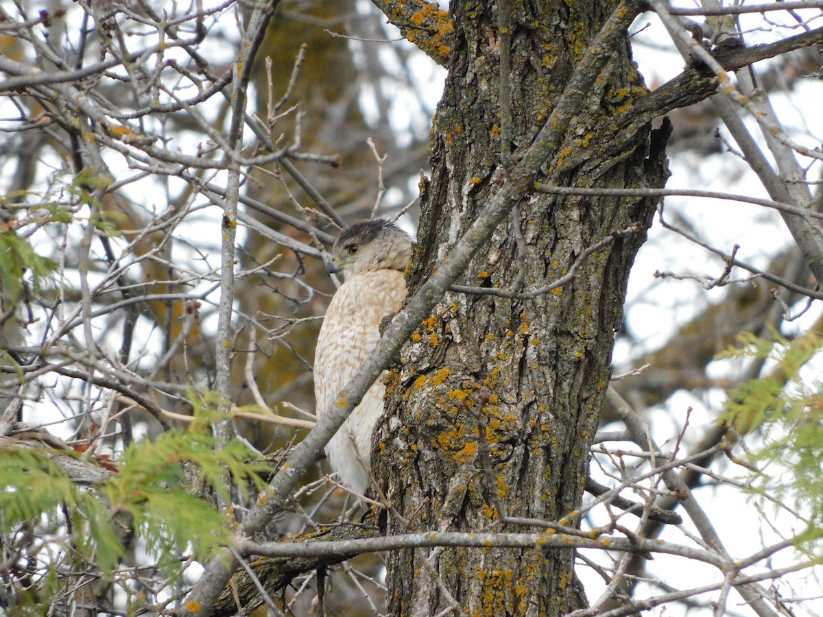 Cooper's Hawk - ML230102081