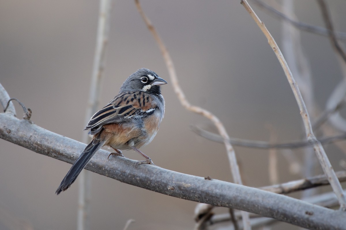 Bridled Sparrow - ML230102991