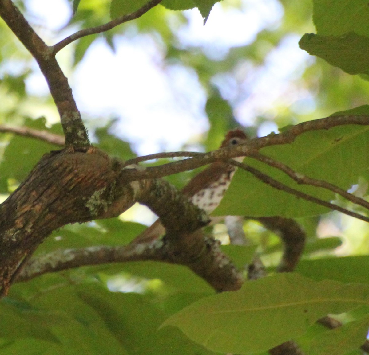 Wood Thrush - ML230104501