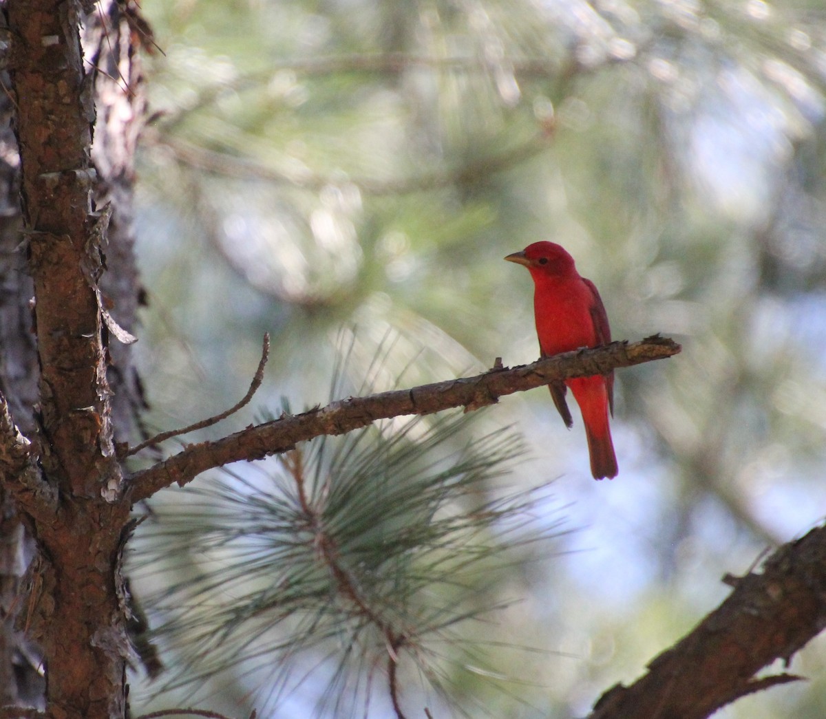 Summer Tanager - ML230104581