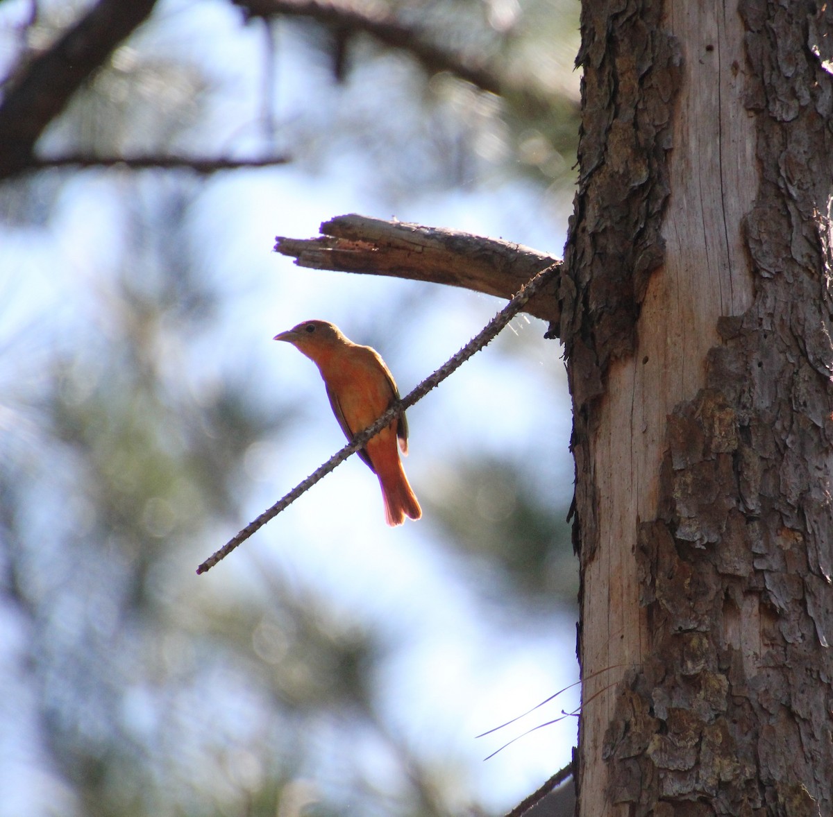 Summer Tanager - ML230104731