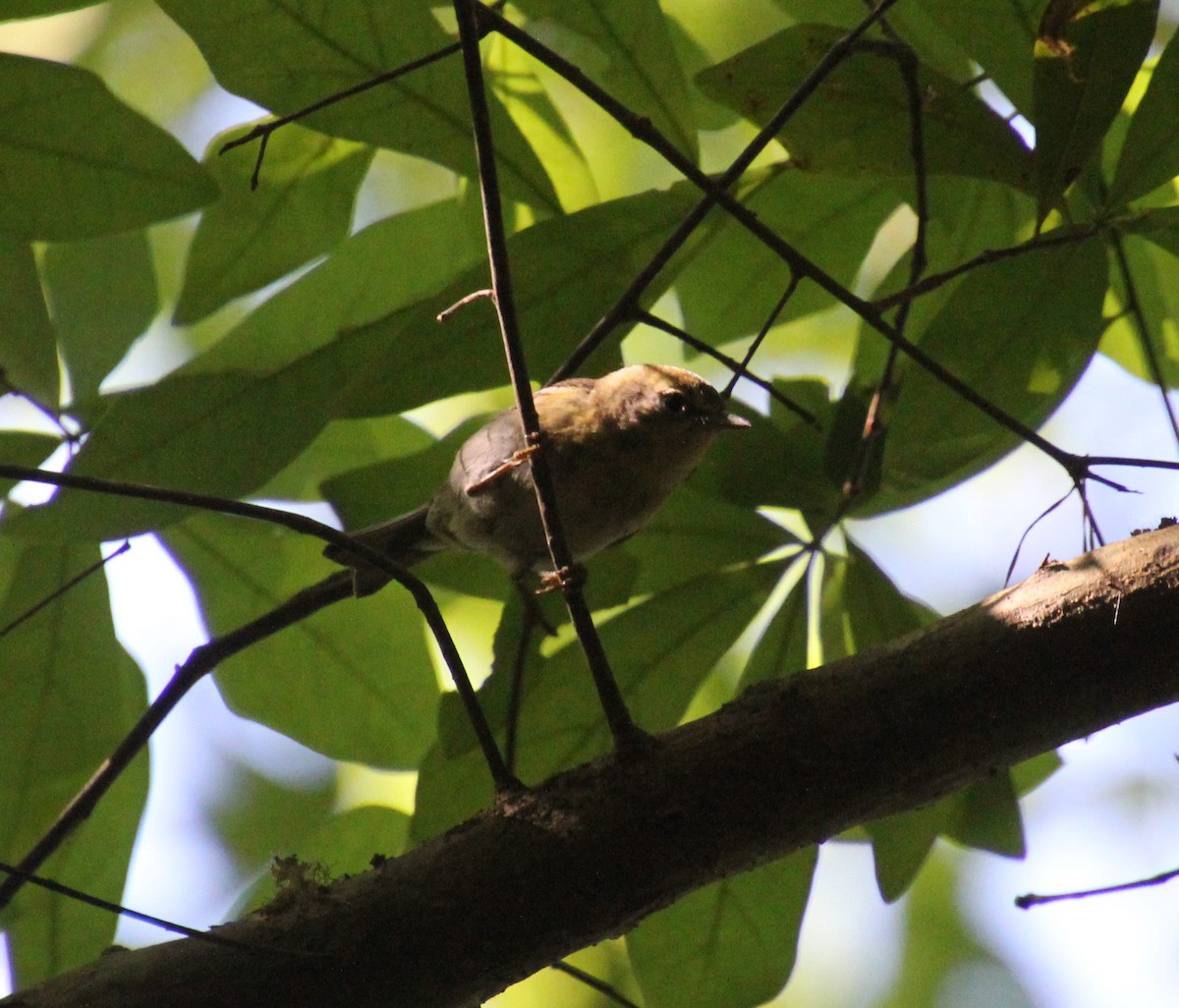 Pine Warbler - ML230105051