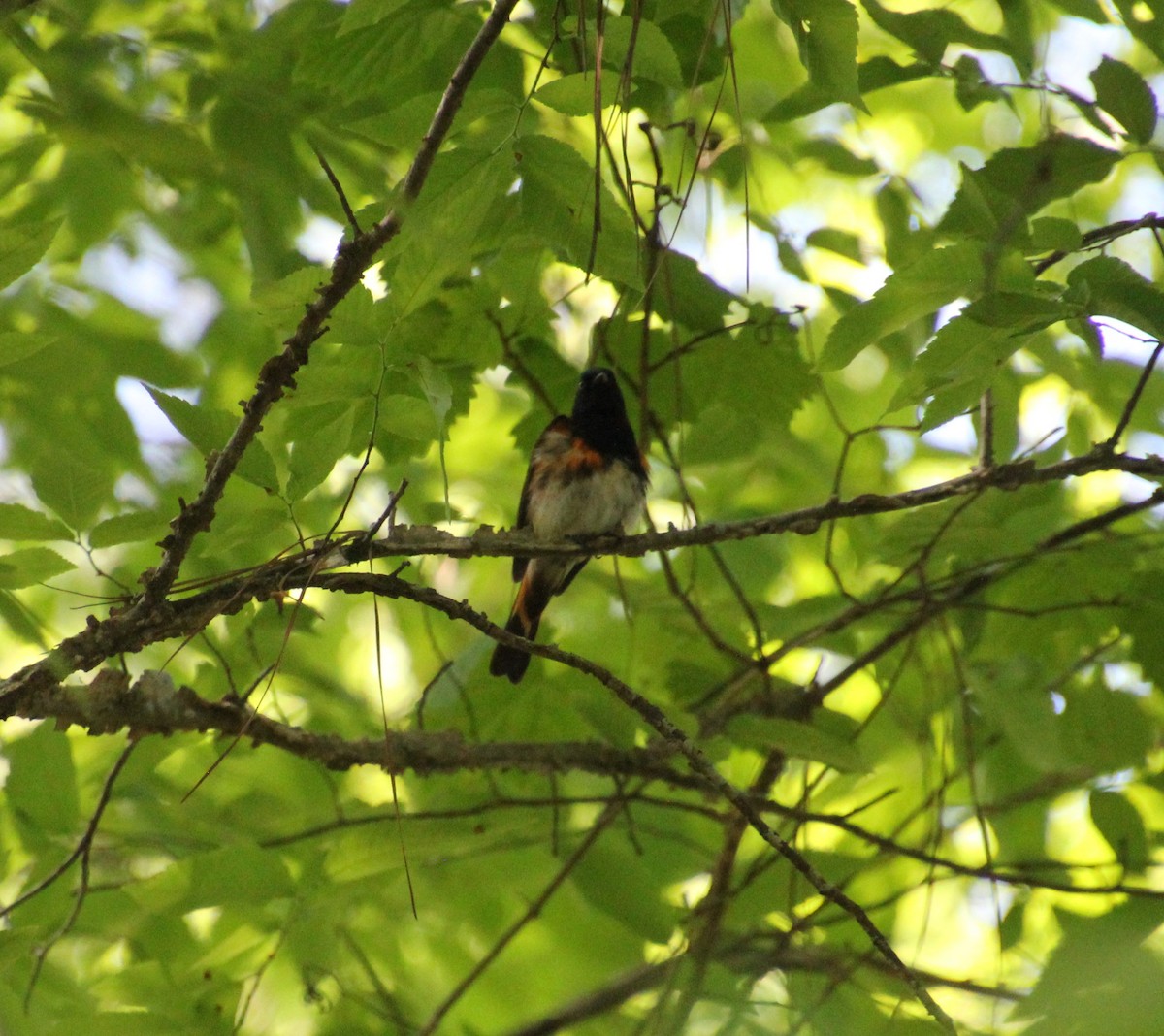 American Redstart - ML230105231