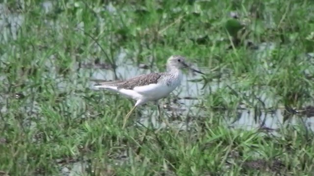 Common Greenshank - ML230105381