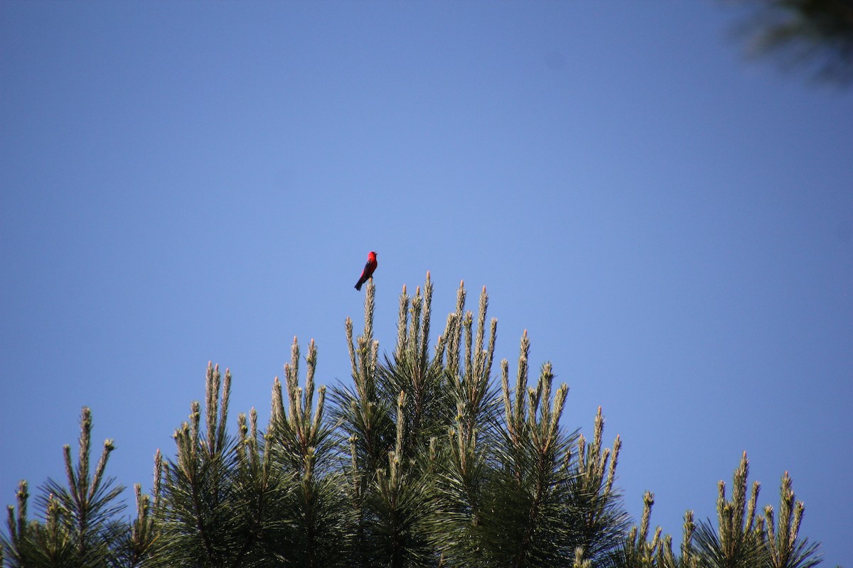 Scarlet Tanager - ML230105451