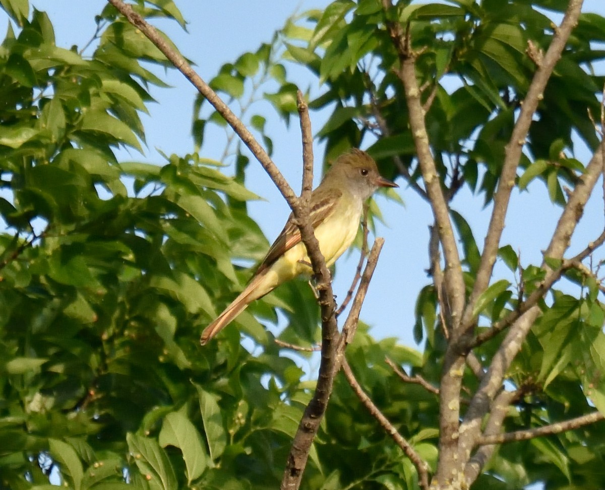 Great Crested Flycatcher - George Pawlowski