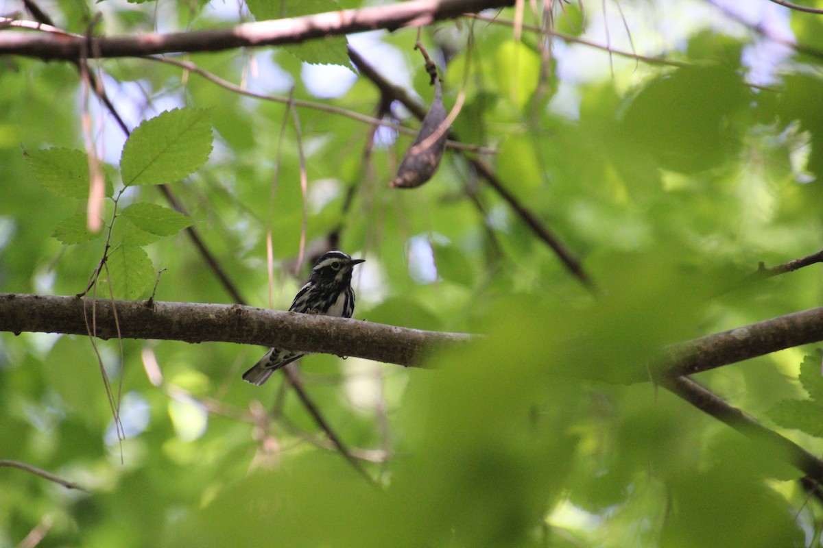 Black-and-white Warbler - ML230105931