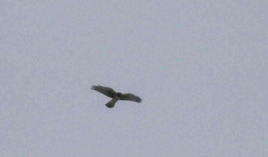 Northern Harrier - ML23010821