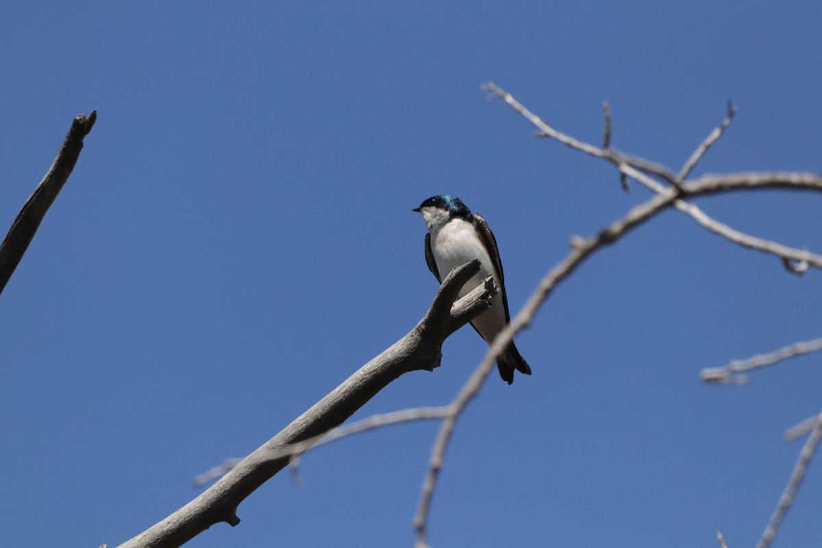 Tree Swallow - Jay Hartford