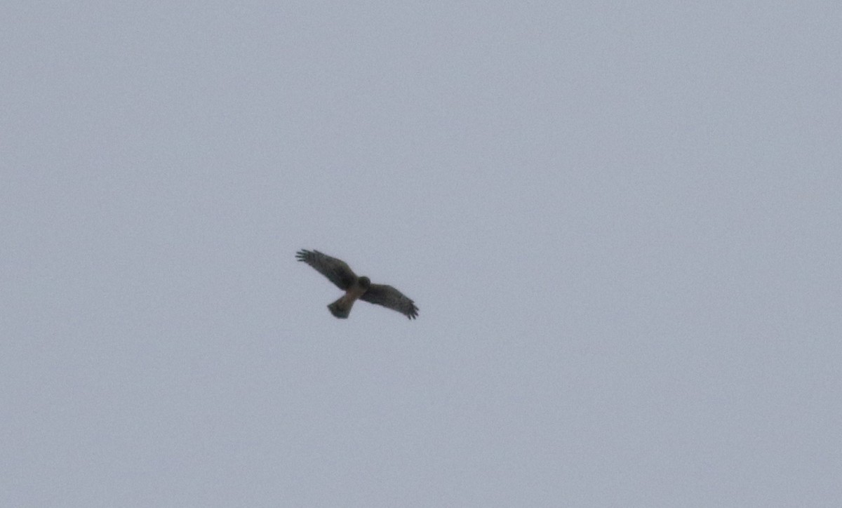 Northern Harrier - ML23010861