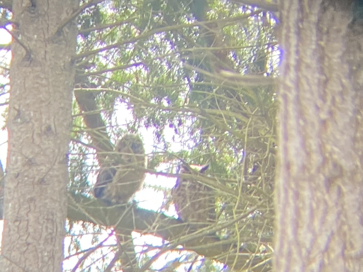 Great Horned Owl - ML230108621