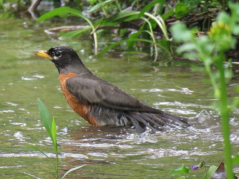 American Robin - ML230108981