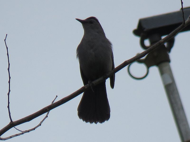 Gray Catbird - ML230109101