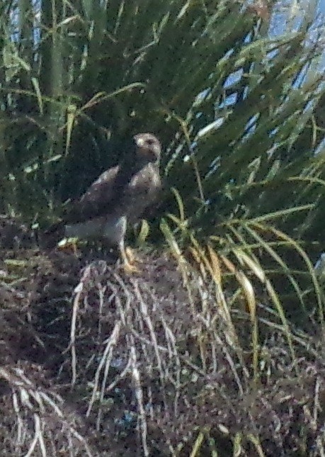 Short-tailed Hawk - Sharon Buck