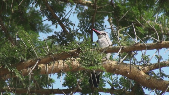 Woodland Kingfisher - ML230110111