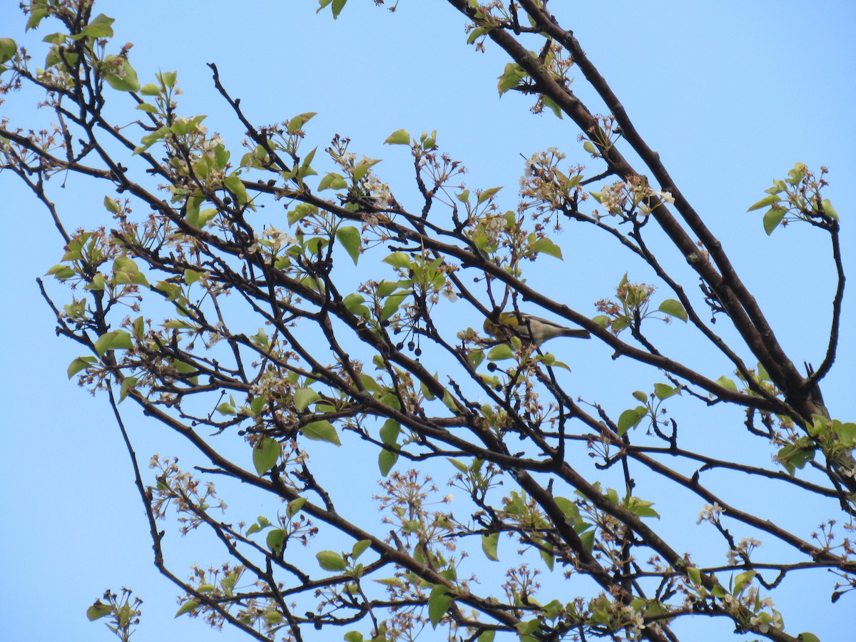 Pine Warbler - John Coyle