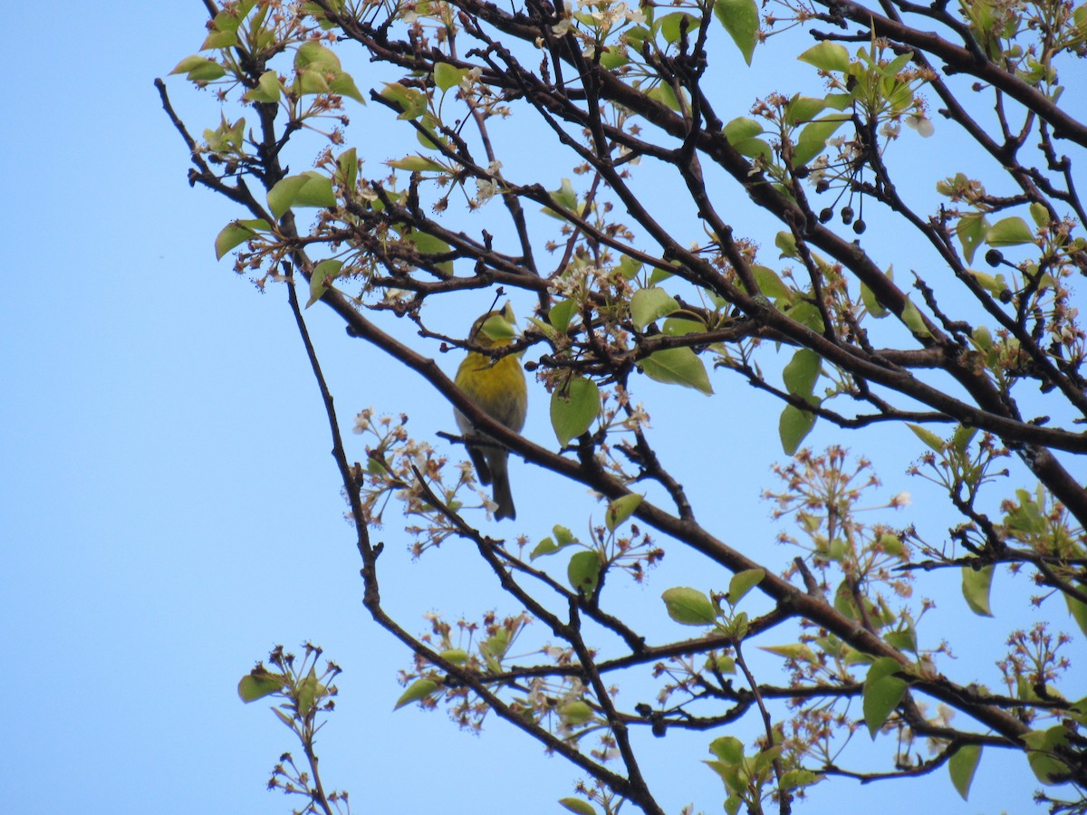 Pine Warbler - John Coyle