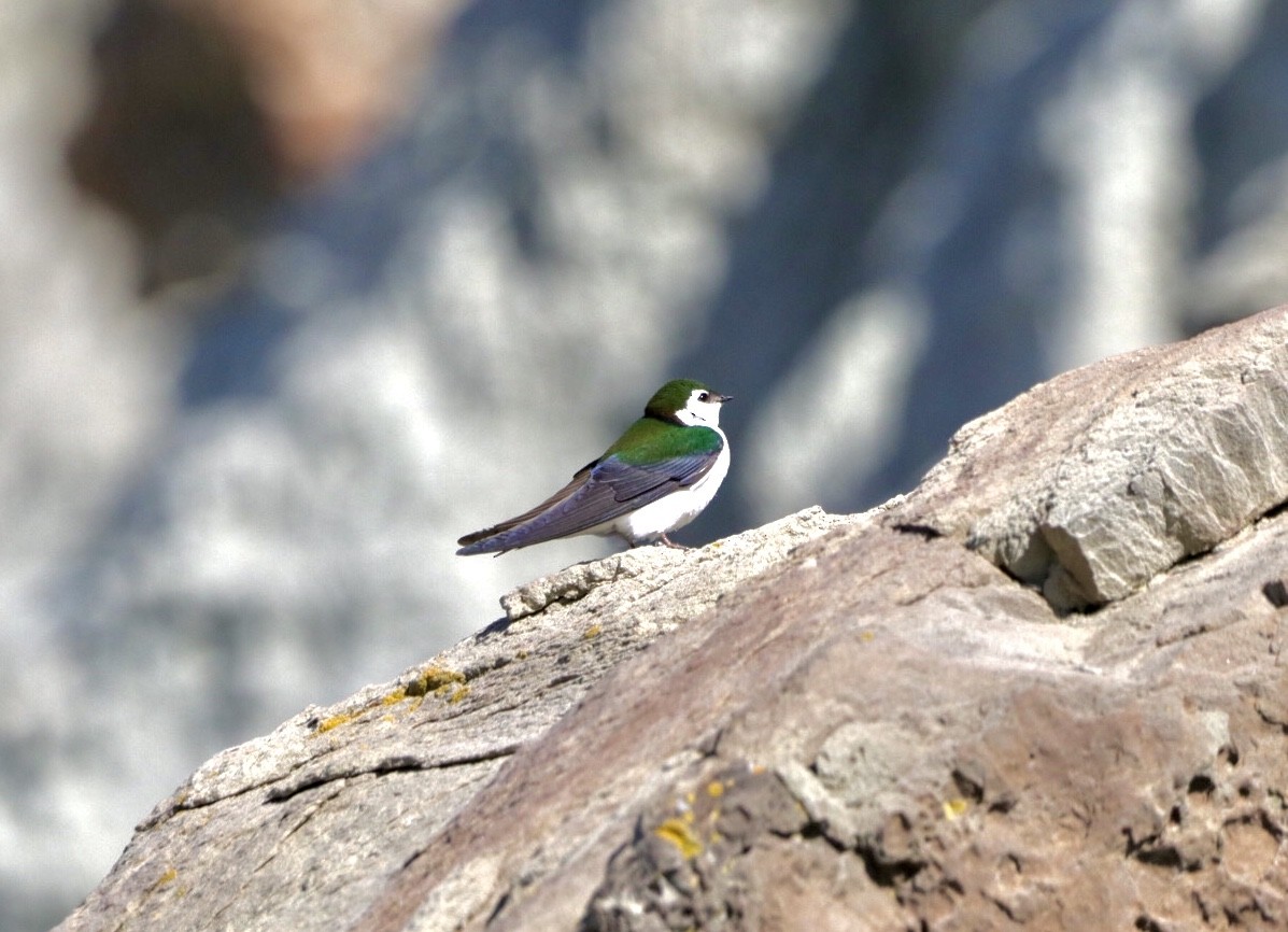 Violet-green Swallow - Jay Hartford