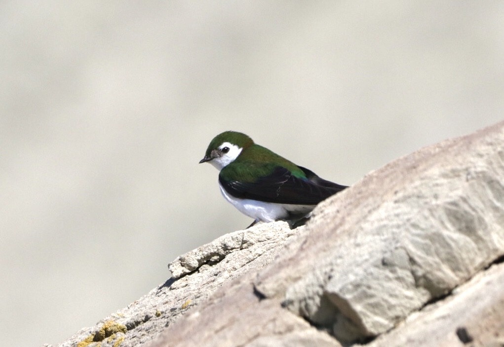 Hirondelle à face blanche - ML230111541