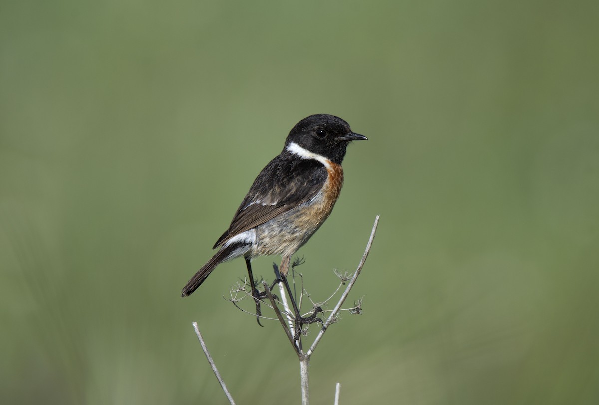 European Stonechat - ML230112751