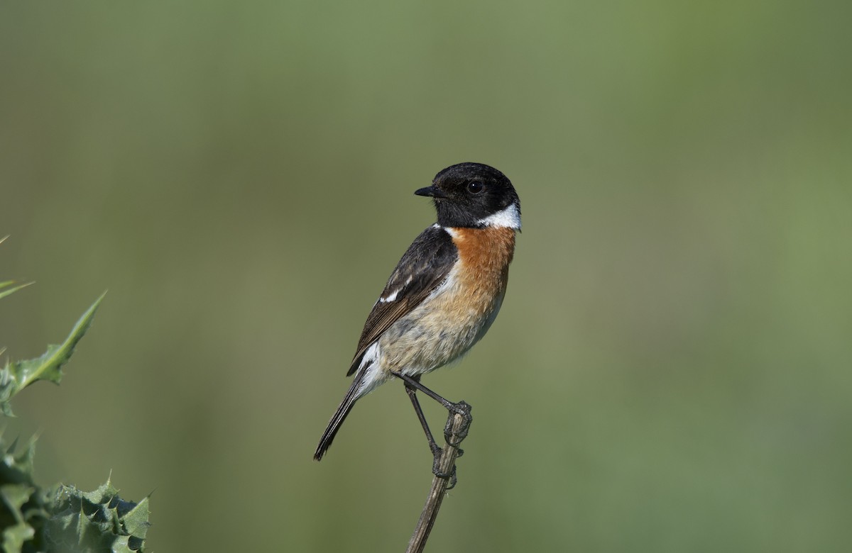 European Stonechat - ML230112761