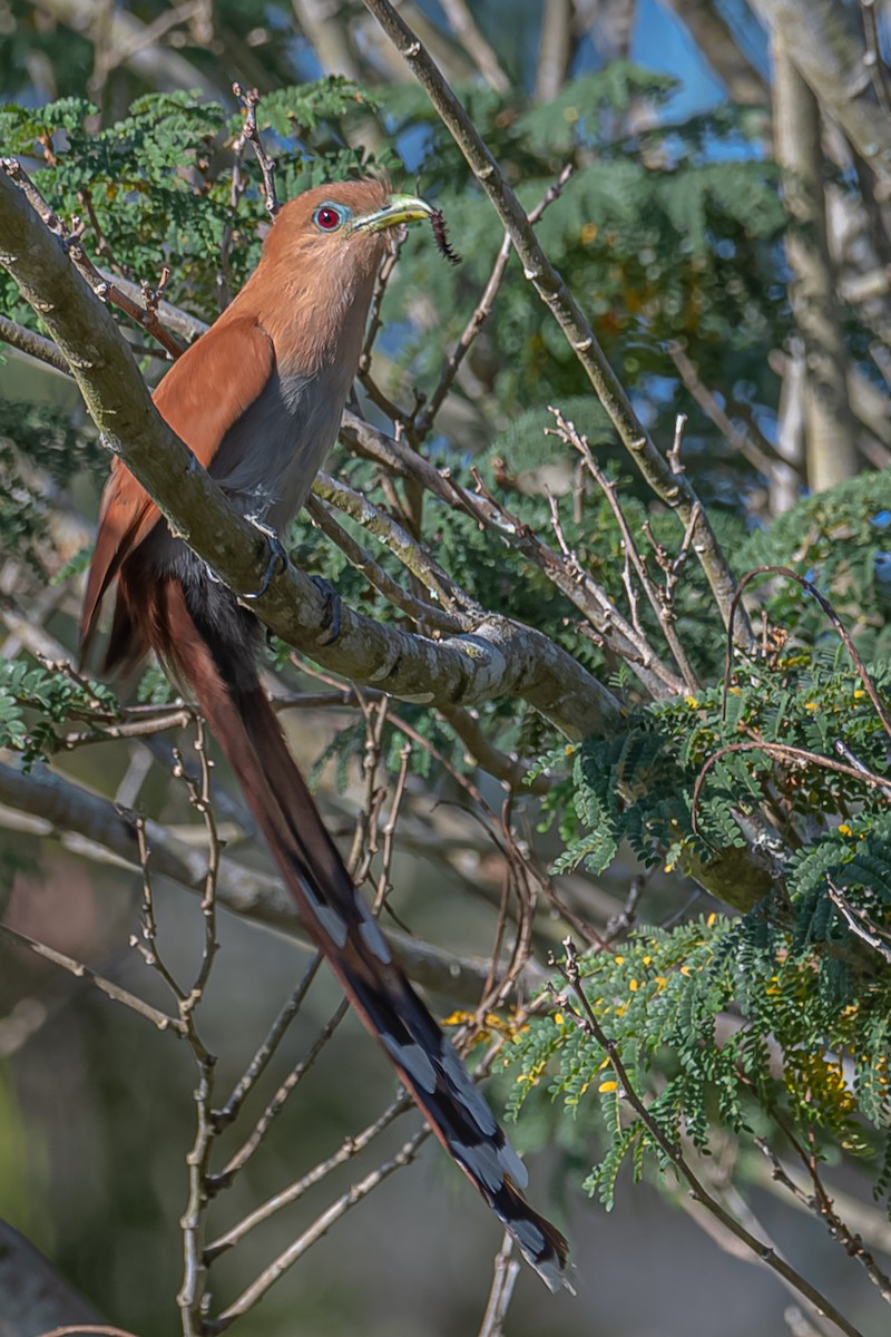 Squirrel Cuckoo - ML230113391