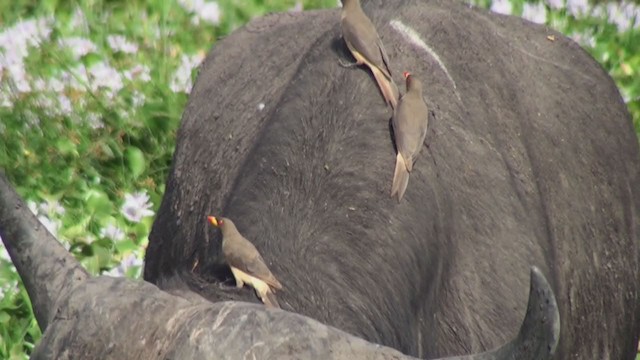 Yellow-billed Oxpecker - ML230113401