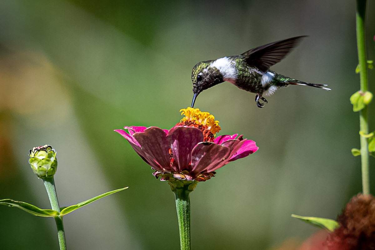 Sparkling-tailed Hummingbird - ML230113481