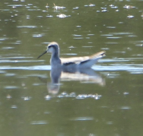 Wilson's Phalarope - ML230113691