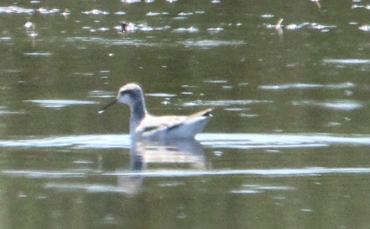 Wilson's Phalarope - ML230113701