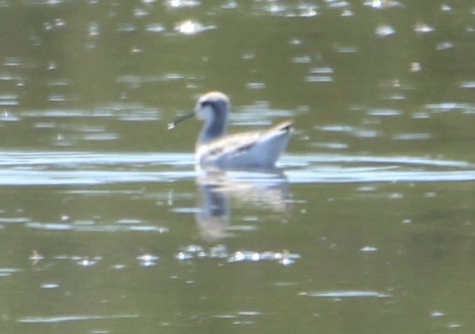 Wilson's Phalarope - ML230113721