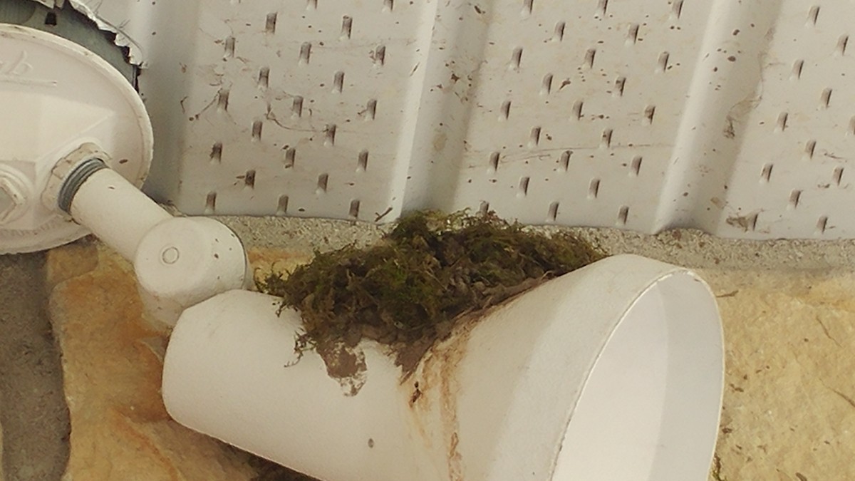 Eastern Phoebe - ML230113771