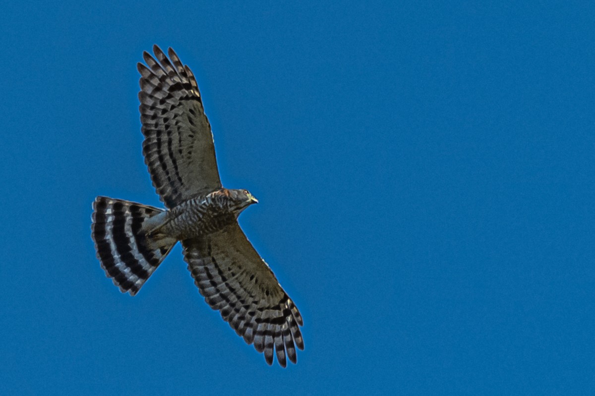 Double-toothed Kite - ML230114191