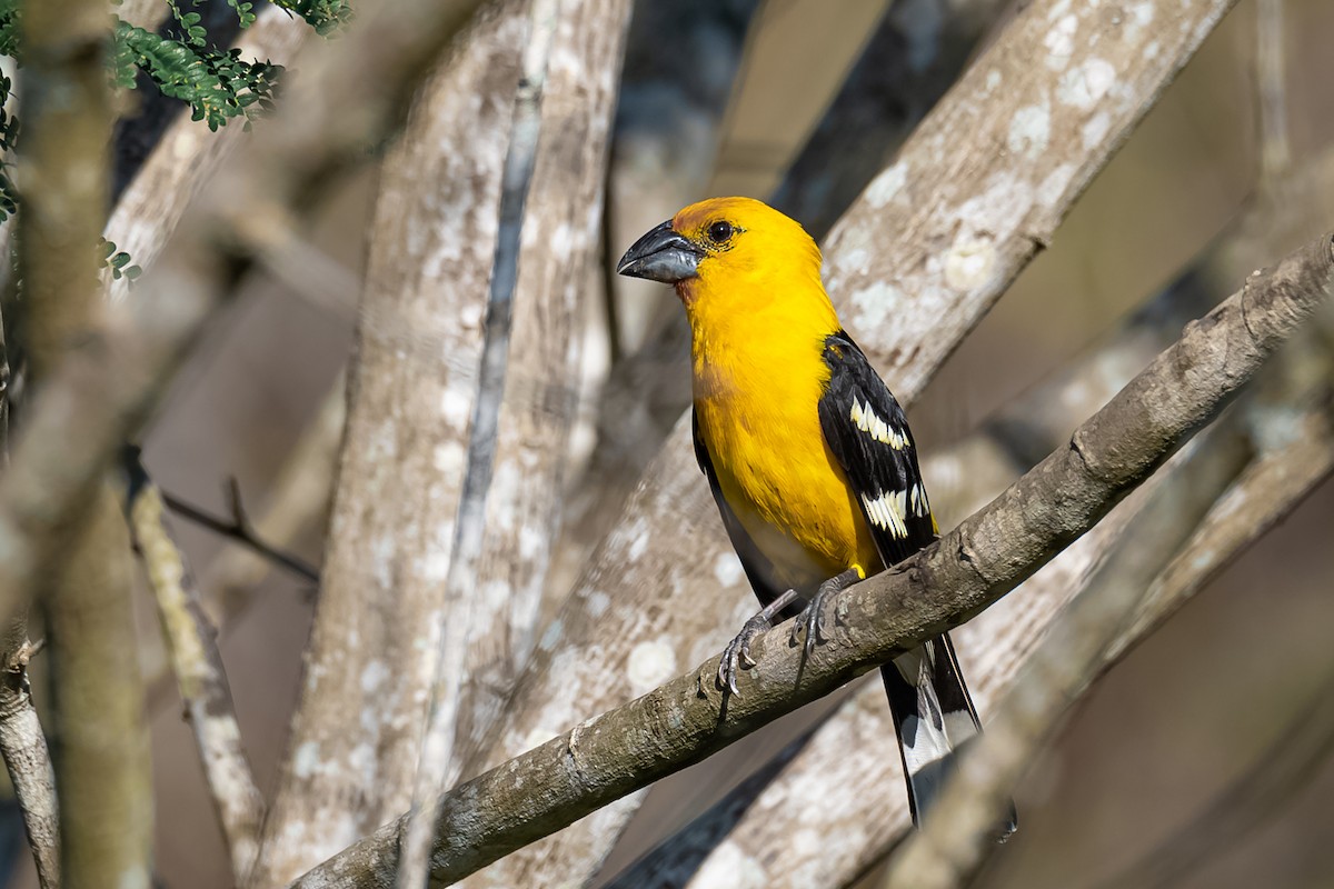 Yellow Grosbeak - ML230114251