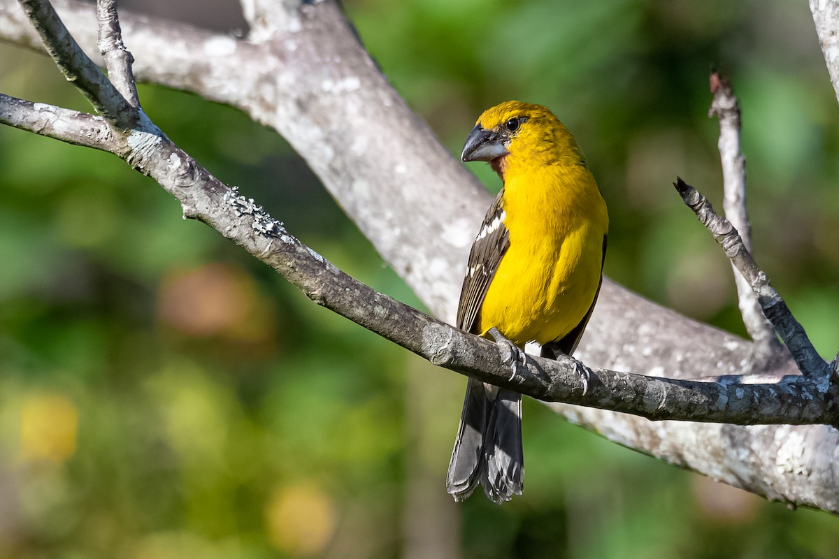 Yellow Grosbeak - ML230114261