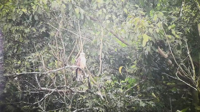 Jerdon's Baza - ML230114901