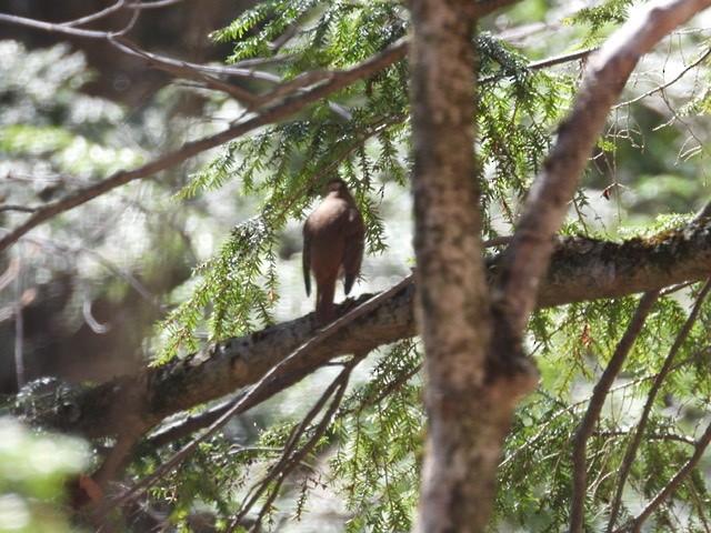 Swainson's Thrush - ML230115221