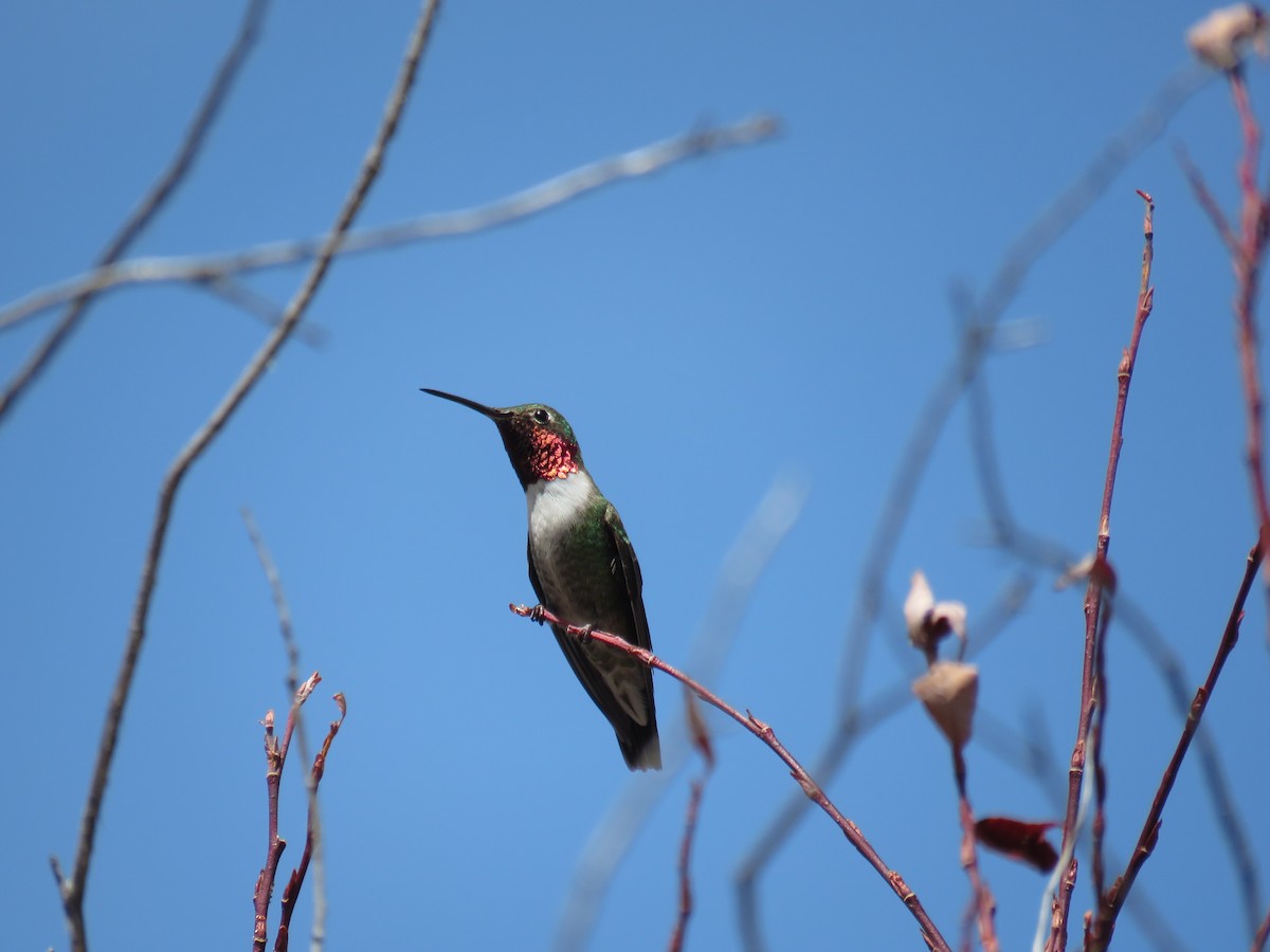 Broad-tailed Hummingbird - Peggy Horton