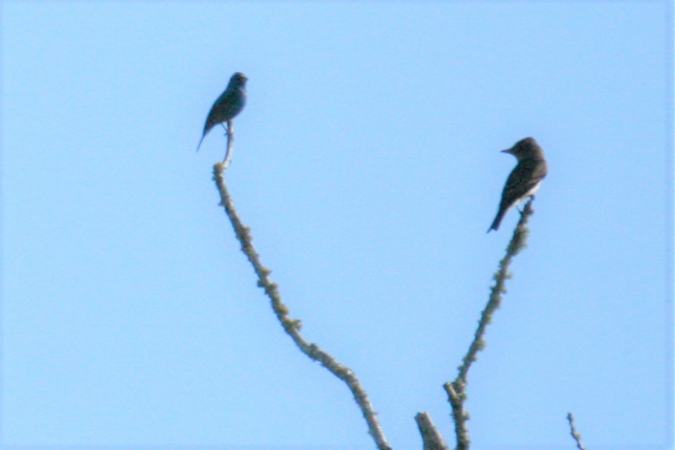 tyranovec severský - ML230117091