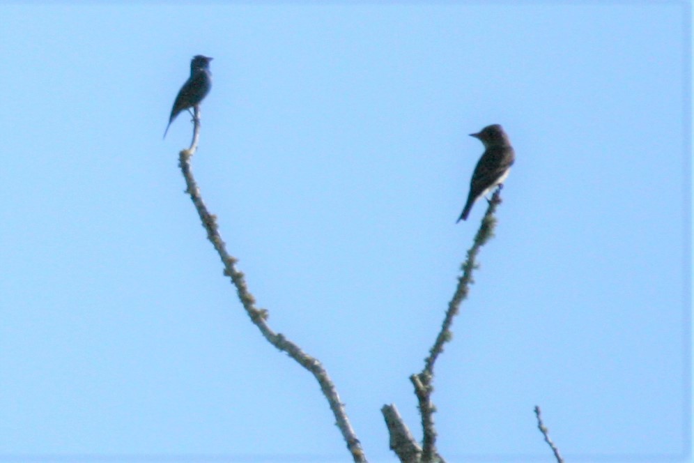 tyranovec severský - ML230117101