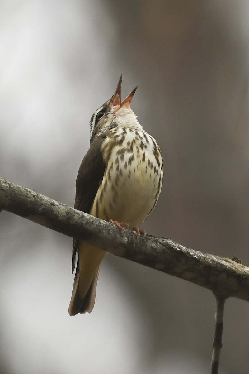 Louisiana Waterthrush - ML230118281