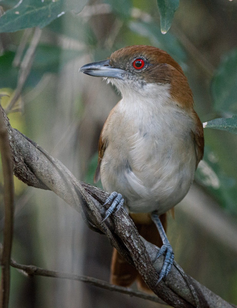 Great Antshrike - ML230120481