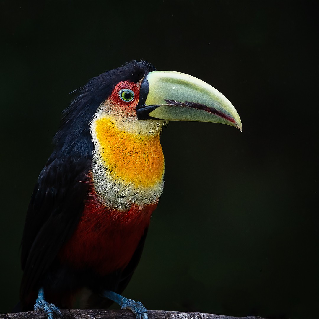 Red-breasted Toucan - ML230121441