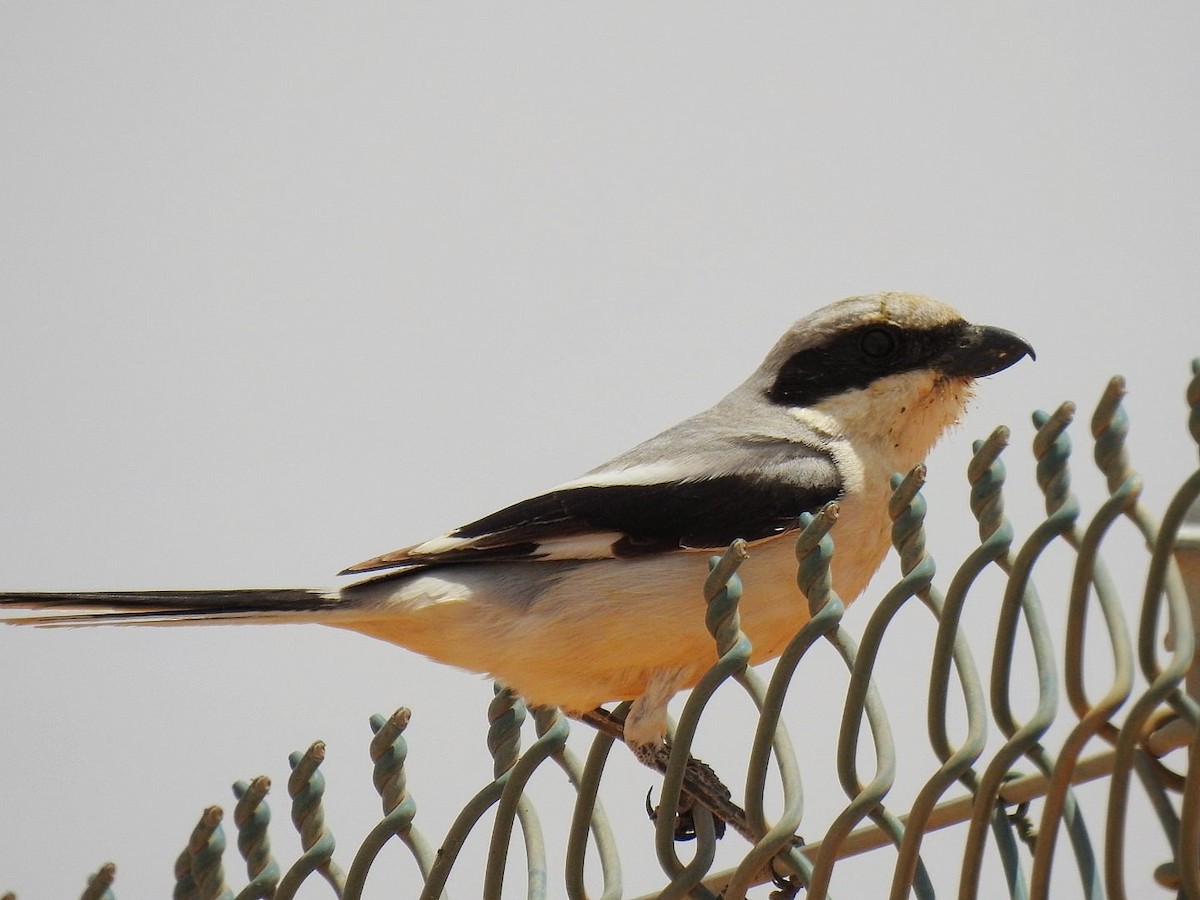 Great Gray Shrike - ML230121891