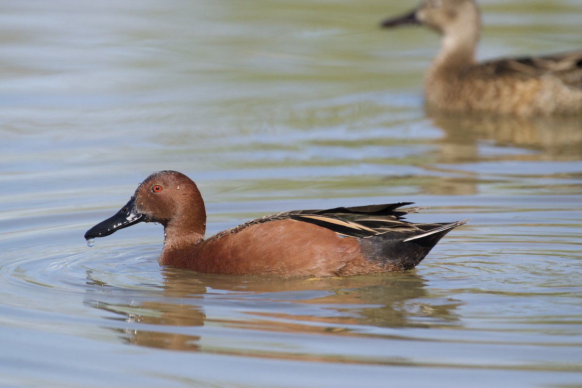 Cinnamon Teal - ML230127691